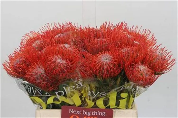 Leucospermum Tango 40 cm