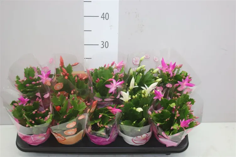 Schlumbergera Gemengd črepník 10,5 cm