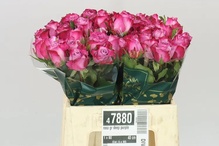 Ruža Deep Purple 40 cm