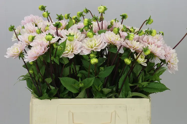 Dahlia Silver Years 50 cm