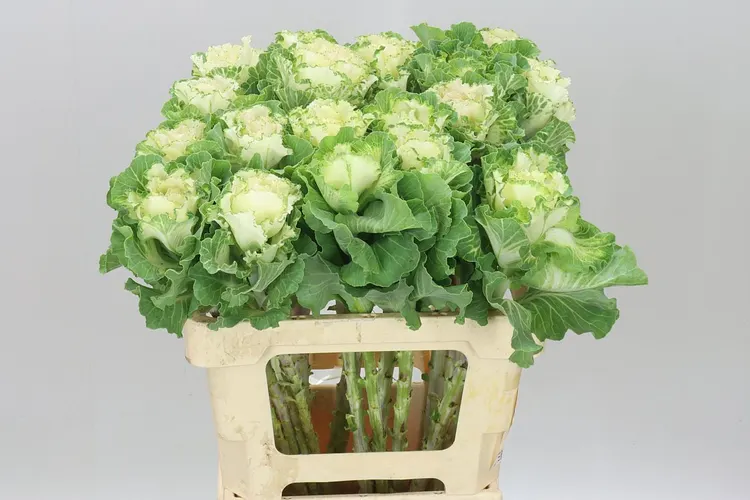 Brassica First White 60 cm