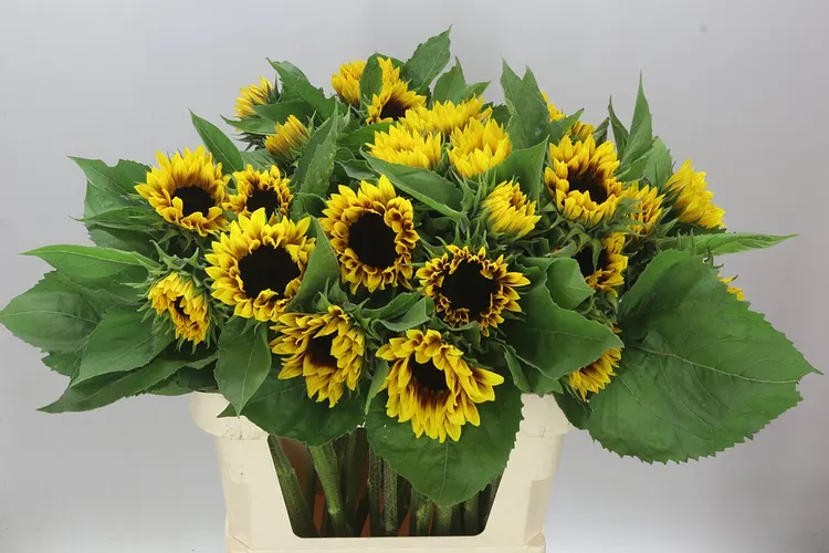 Helianthus A Ziggy 80 cm