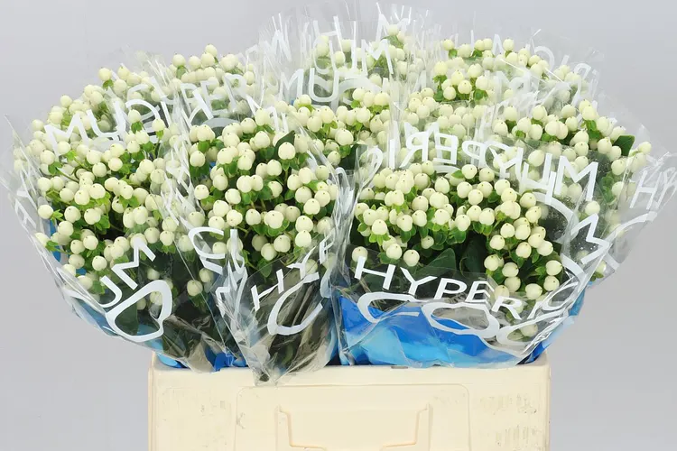 Hyp Coco Uno 60 cm