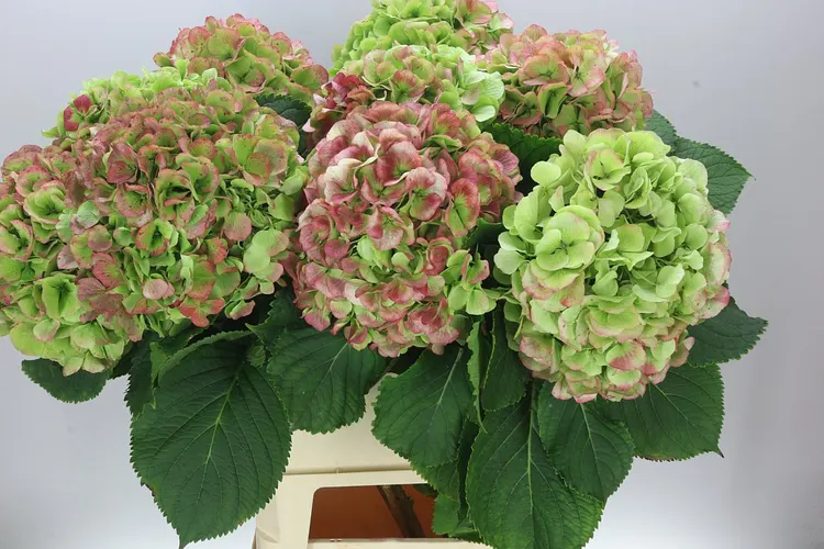 Hortenzia Verena Green Red Classic 100 cm