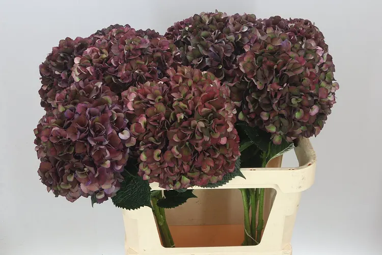 Hyd Ruby Aubergine Classic 80 cm