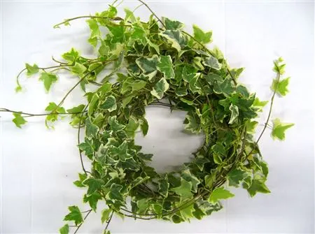 Hedera Bont 80 cm