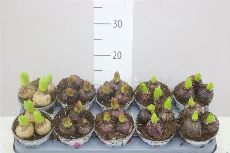 Hyacint mix 3pp črepník 12 cm