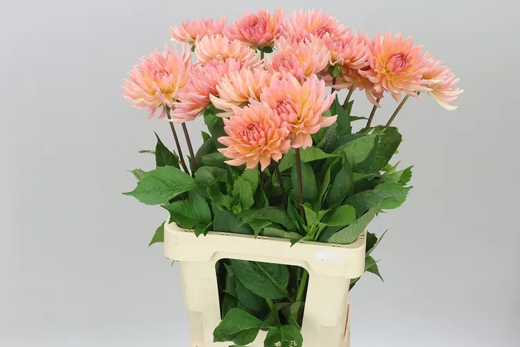 Dahlia Charleroi 55 cm