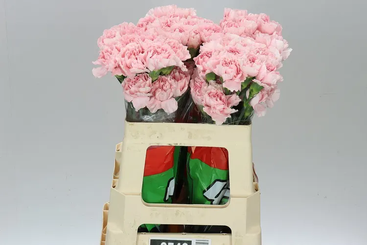 Karafiát Pale Pink 55 cm