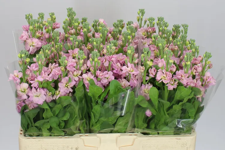 Matthiola Champagne 53 cm