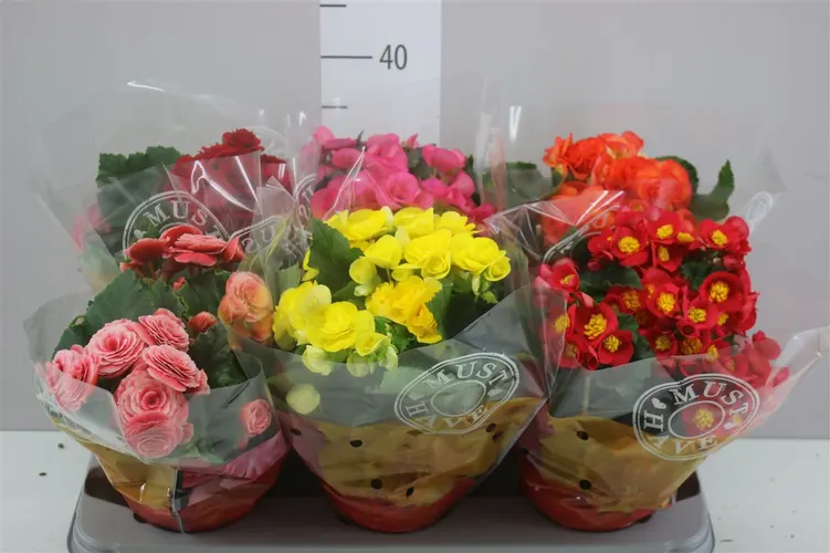 Begonia Du Gemengd črepník 14 cm