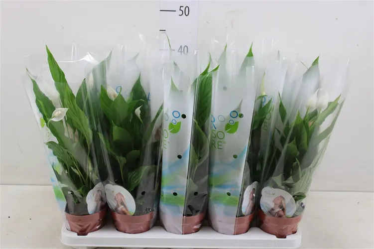 Spathiphyllum Torelli črepník 12 cm