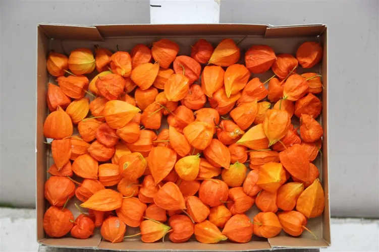 Physalis Lampion Orange Single