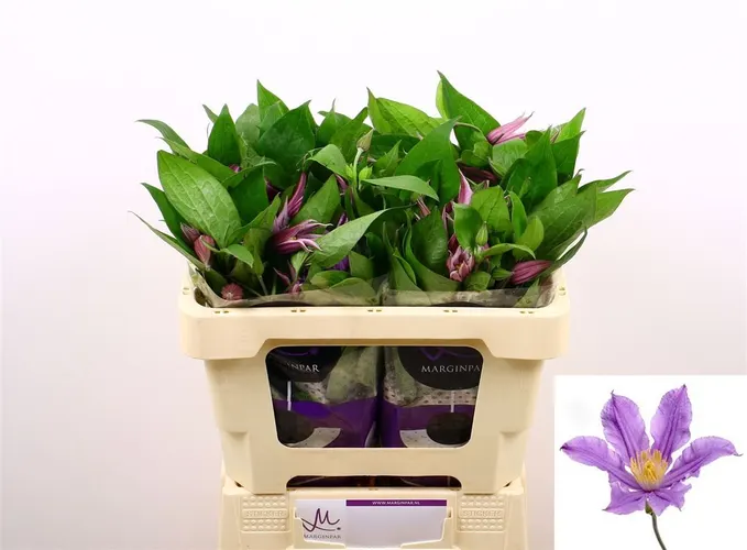 Clematis / Plamienky (hlavný sklad)