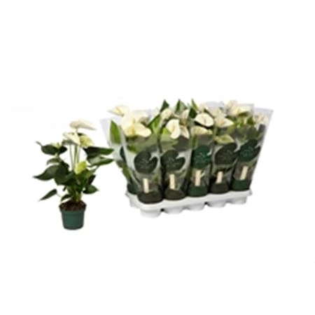 Antúrium Samora črepník 12 cm