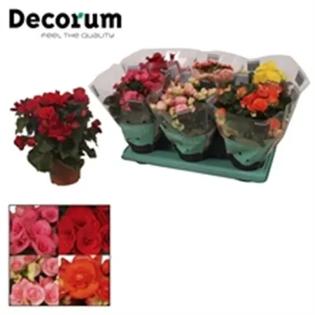 Begonia Du Mix črepník 13 cm