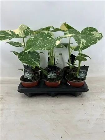 Monstera Thai Constellation črepník 12 cm