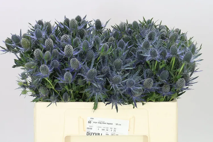Eryngium Blue Lagoon 50 cm