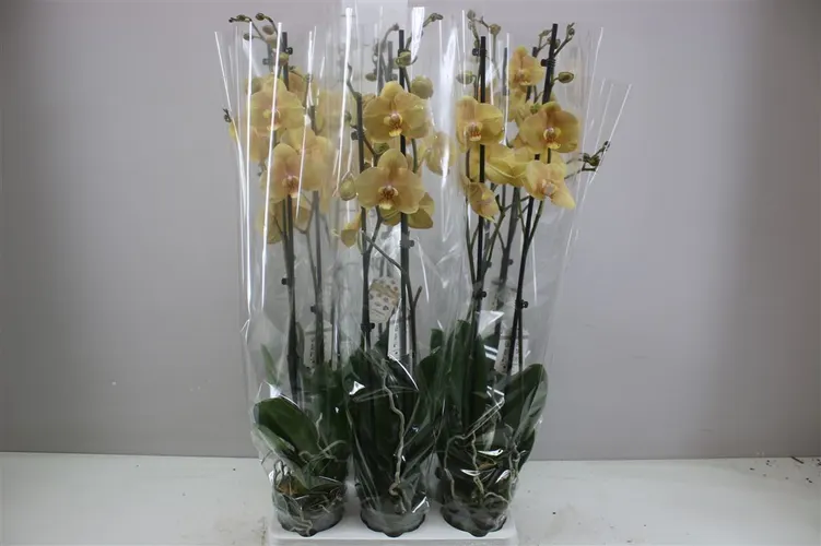 Orchidea Phalaenopsis Karina, 2 výhony črepník 12 cm