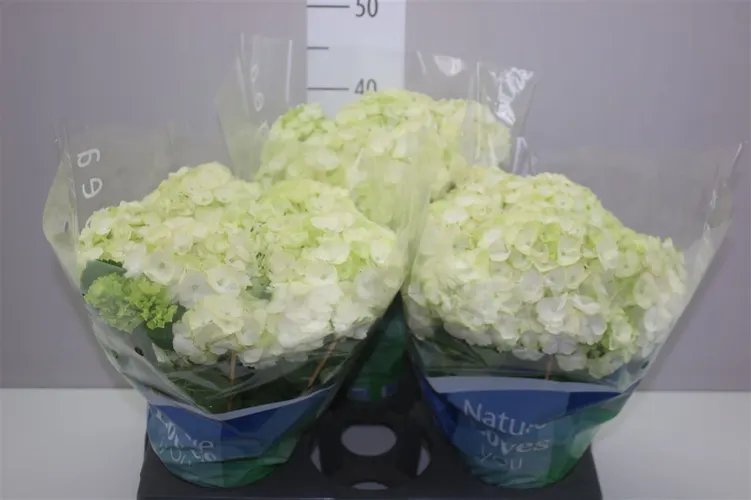 Hortenzia črepníková Wudu 9+ črepník 15 cm