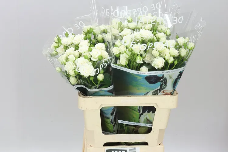 Ruža trsová White Lady 60 cm