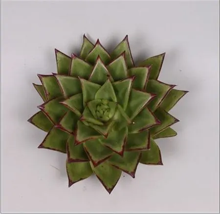 Echeveria Lipstick Cutflowers 12 cm