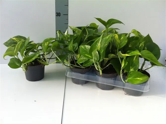 Epipremnum Aureum črepník 12 cm