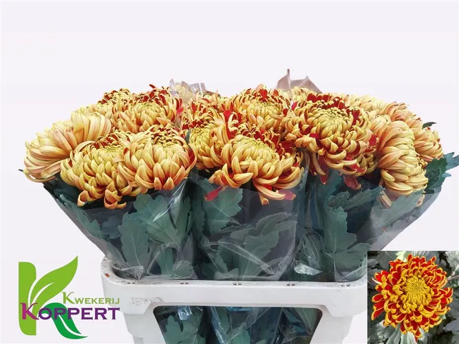 Chryzantéma veľkokvetá Fuego 80 cm