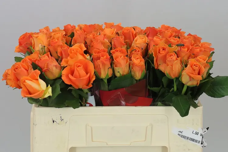 Rosa Gr On Fire 50 cm