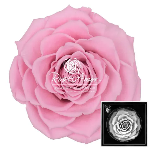 Stabilizovaná ruža Bonita ⌀ 9 cm, ružová PIN04