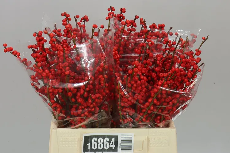 Ilex Verticillata 40 cm