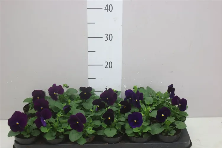 Viola X Delta F1 Neon Violet črepník 9 cm