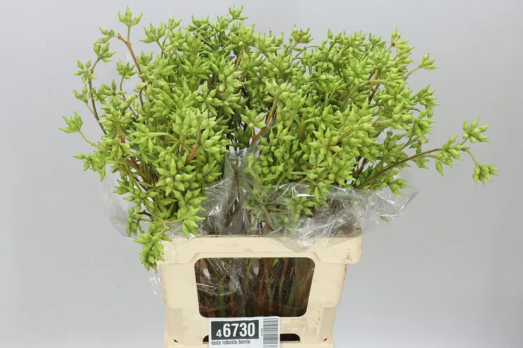 Euca Robusta Berries 65 cm