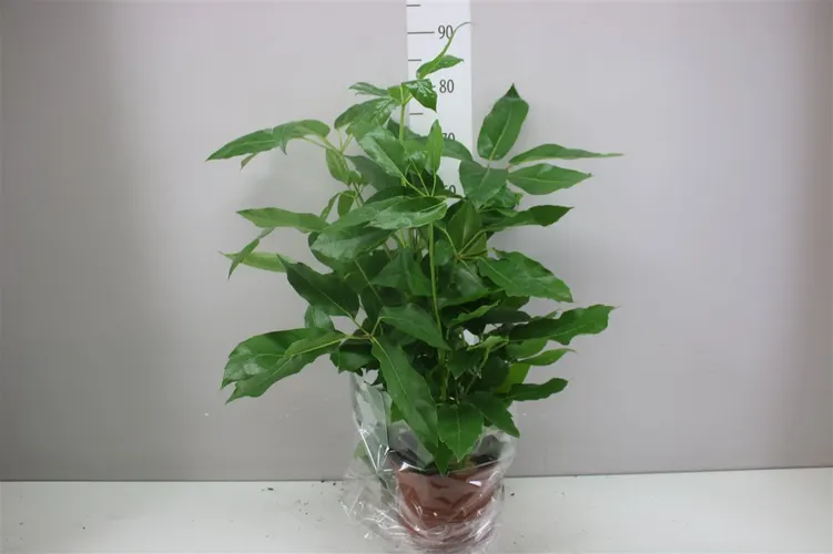 Schefflera Ac Amate črepník 21 cm