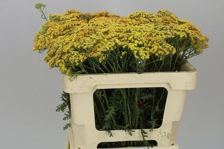 Achillea Terracotta 52 cm