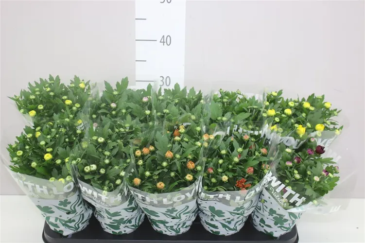 Chrysanth Gemengd Gevuld črepník 12 cm