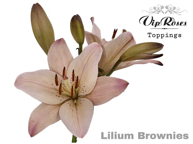 Li La Brownies 80 cm