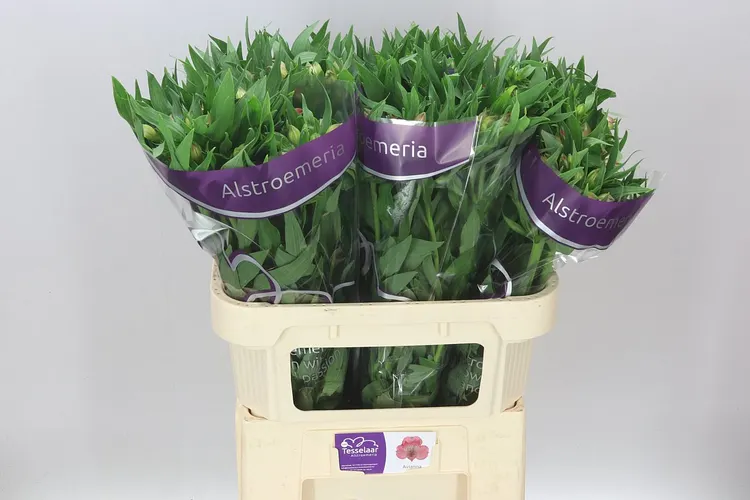 Alstroméria Avianna 75 cm