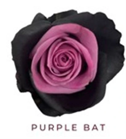 Ruža farbená Purple Bat, Ekvádor 50 cm