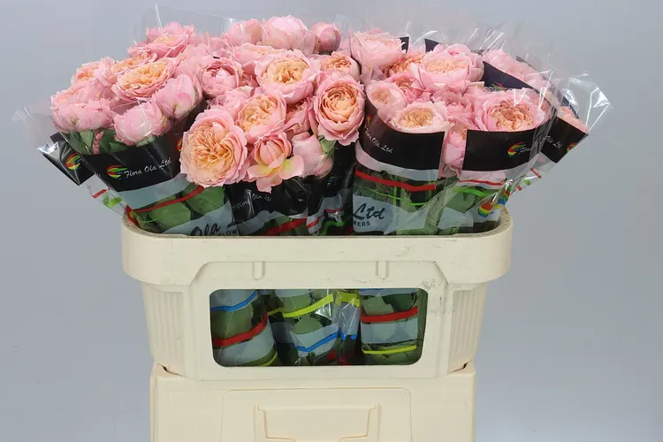 Rosa Tr Julietta X5 70 cm