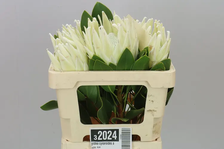 Protea Cynaroides Arctic Ice 50 cm