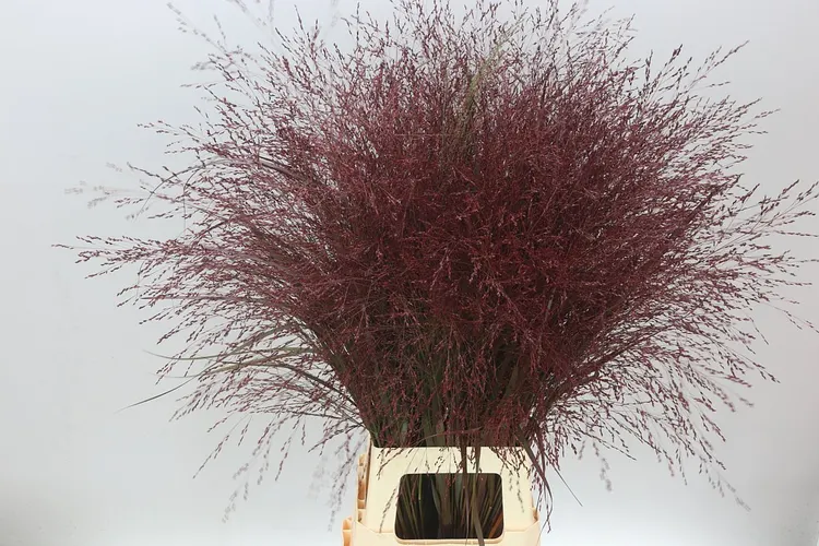 Panicum Painted Burgundy 95 cm