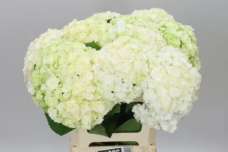 Hortenzia Highness Classic Lime 60 cm