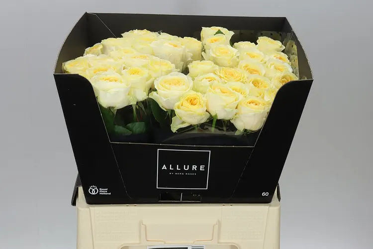 Rosa Gr Buttercup 60 cm