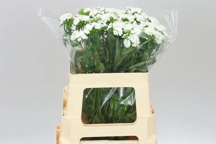 Di Barb White 55 cm