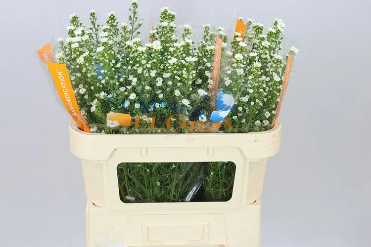 Aster Paquita 70 cm