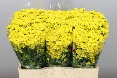 Sant Madiba Ringa Yellow 55 cm