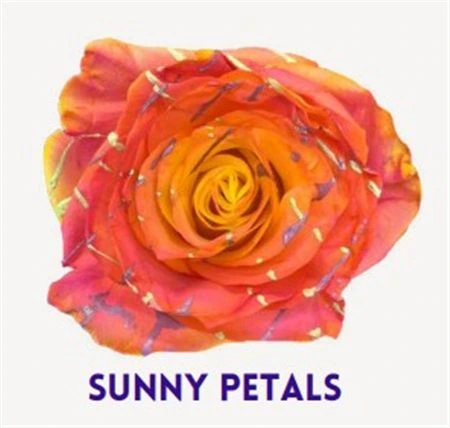 Ruža farbená Sunny Petals, Ekvádor 50 cm