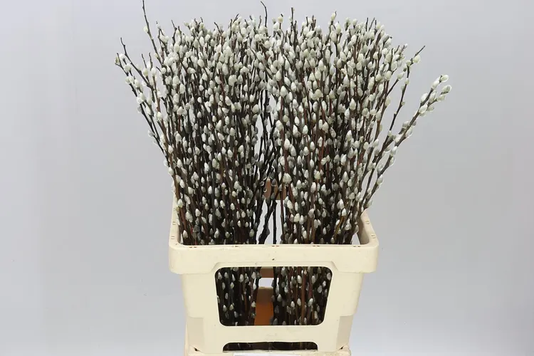 Salix Snow Flake 70 cm