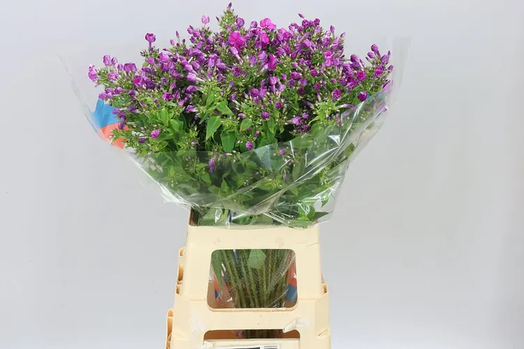 Phlox Sky Eyes 70 cm